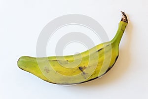 Side view of half ripe Burro banana, also Orinoco, Bluggoe, Horse, Hog or Largo banana, isolated on white, horizontal aspect