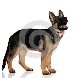 Side view of happy dog with pink bowtie looking up