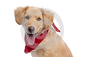 Side view of happy golden retriever dog sticking out tongue