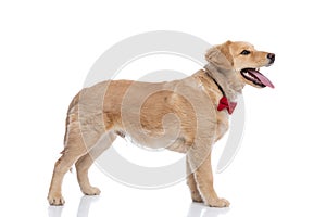 Side view of happy golden retriever puppy panting