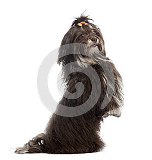 Side view of a Havanese upright, looking at the camera, isolated