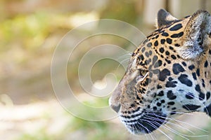 Side view of the head of American jaguar closeup