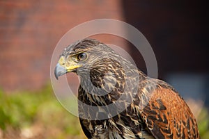 Side view from head of a buzzard