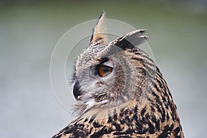 Eagle owl