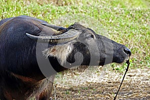 Side view of the head of a carabao.