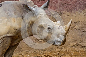 Side view of the head of a large white rhino