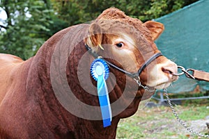 Side view head shot of an award winning cattle cow with rosette