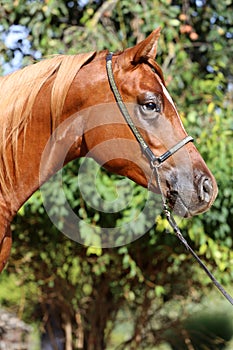 Side view head shot of a beautiful arabian stallion at farm