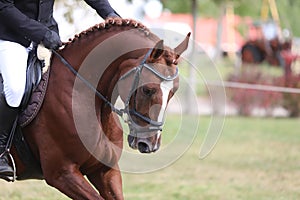 Side view head shot of a beautiful show jumper horse on natural background