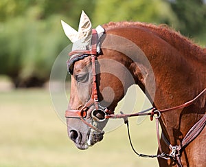 Side view head shot of a beautiful show jumper horse on natural background