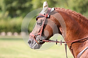 Side view head shot of a beautiful show jumper horse on natural background