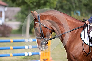 Side view head shot of a beautiful show jumper horse on natural background