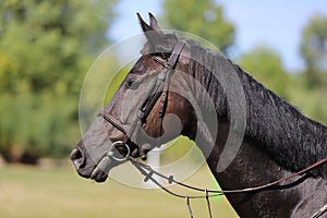 Side view head shot of a beautiful show jumper horse on natural background