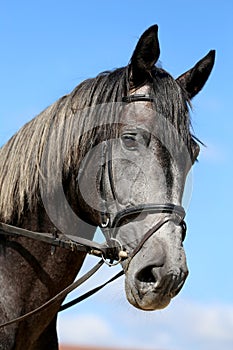 Side view head shot close up of a gray colored horse