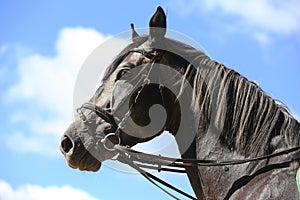 Side view head shot close up of a gray colored horse