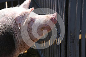 Side view head shot portrait of pig sow