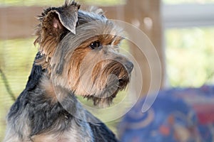 Side view of the head of Yorkshire terrier