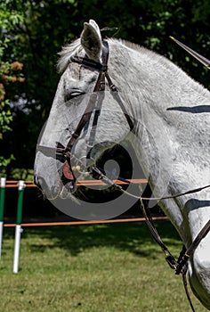 Side view headshot of a fleabitten grey horse