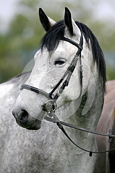 Side view headshot of a fleabitten grey horse with leather harne