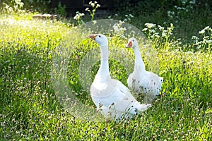 Side view A Healthy couple of white goose standing on green grass, A beautiful of two goose finding food and walking around on gra