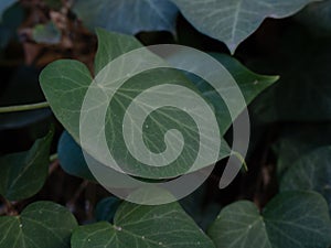 Side view of Hedera helix leaf