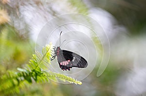 Side view of Heliconius erato butterfly