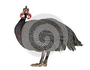 Side view of a Helmeted guineafowl looing at the camera, Numida meleagris, isolated on white photo