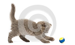 Side view of an Highland fold kitten playing with a ball