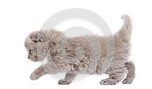 Side view of a Highland fold kitten walking, isolated