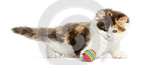 Side view of an Higland straight kitten playing with a ball