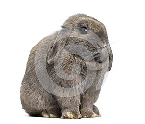 Side view of a Holland Lop rabbit isolated on white