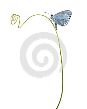 Side view of a Holly Blue landed on a plant stalk