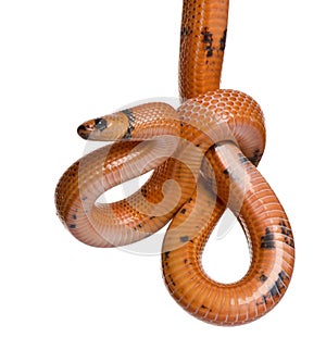 Side view of Honduran milk snake, hanging photo