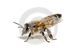 Side view of a Honing bee, apis mellifera,  isolated on white photo