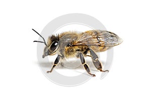 Side view of a Honing bee, apis mellifera,  isolated on white photo