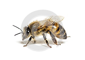 Side view of a Honing bee, apis mellifera,  isolated on white photo