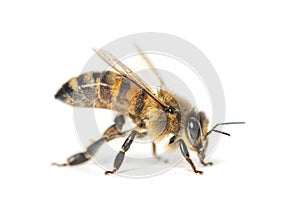 Side view of a Honing bee isolated on white photo