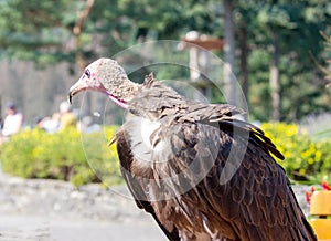Side view from a hooded vulture, Necrosyrtes monachus