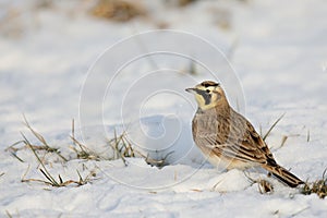 Side view of a Horned Lark standing on snow