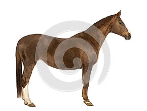 Side view of a Horse