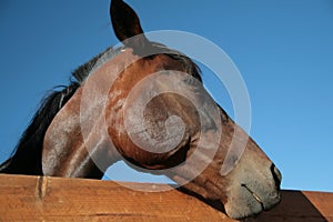 Side view of horse head over the fence on blue sky background