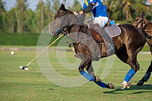 Side view of horse polo player.