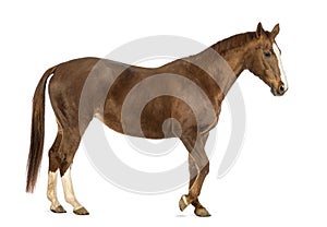 Side view of a Horse walking