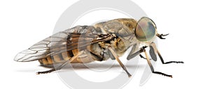 Side view of a Horsefly, Tabanus, isolated