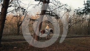 Side view of horsewoman galloping during horseride in the wood slow motion