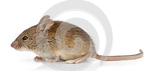 Side view of house mouse (Mus musculus)