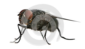 Side view of Housefly, Musca domestica photo
