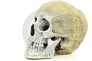 Side View Of Human Skull