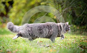 Side view of hunting cat outdoors