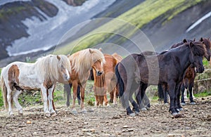 Side view of Icelandic horses group in Landmannalugar